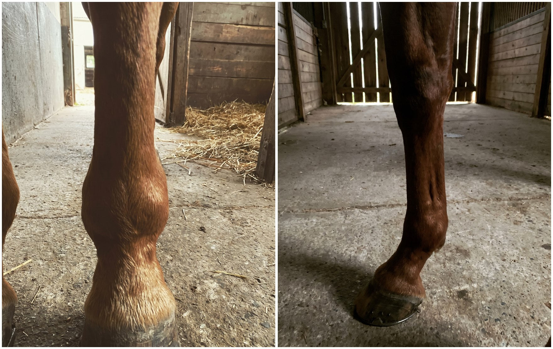 Before and after: the horse's front lower leg filled and puffy, then tight and clean