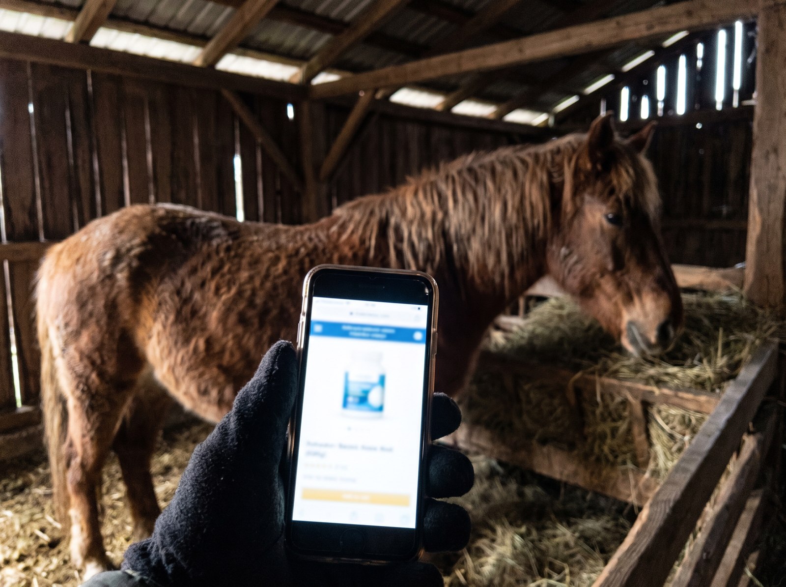 An owner holding a phone showing the product information in the barn while the horse stands nearby