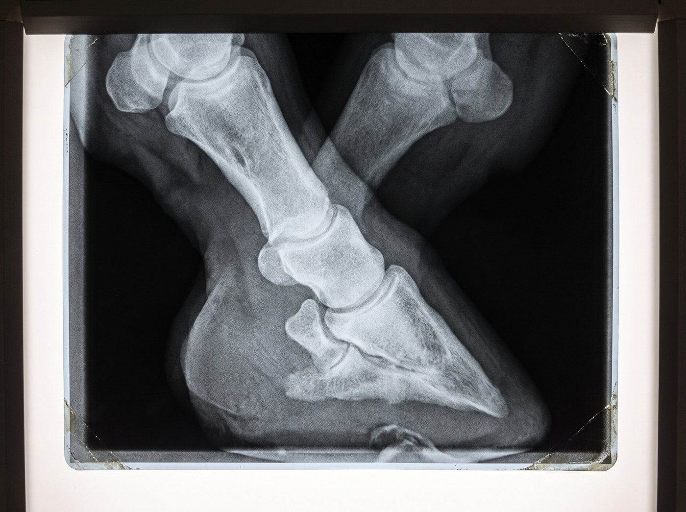 Veterinary X-ray of a horse's front hoof showing laminitis and early navicular changes