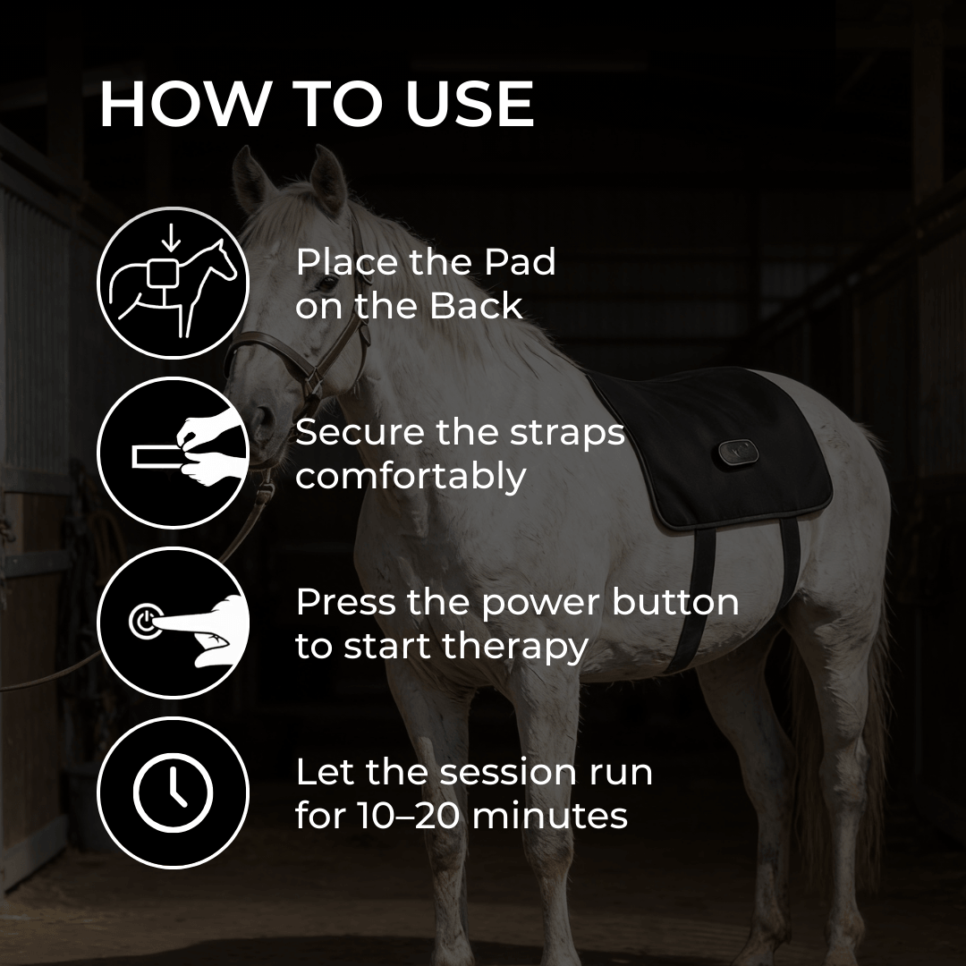 HorseHalo™ HaloBack