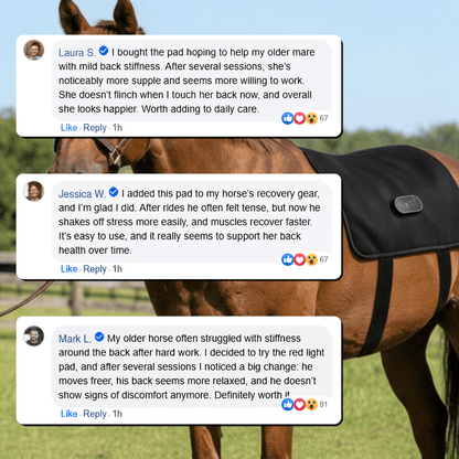 HorseHalo™ HaloBack