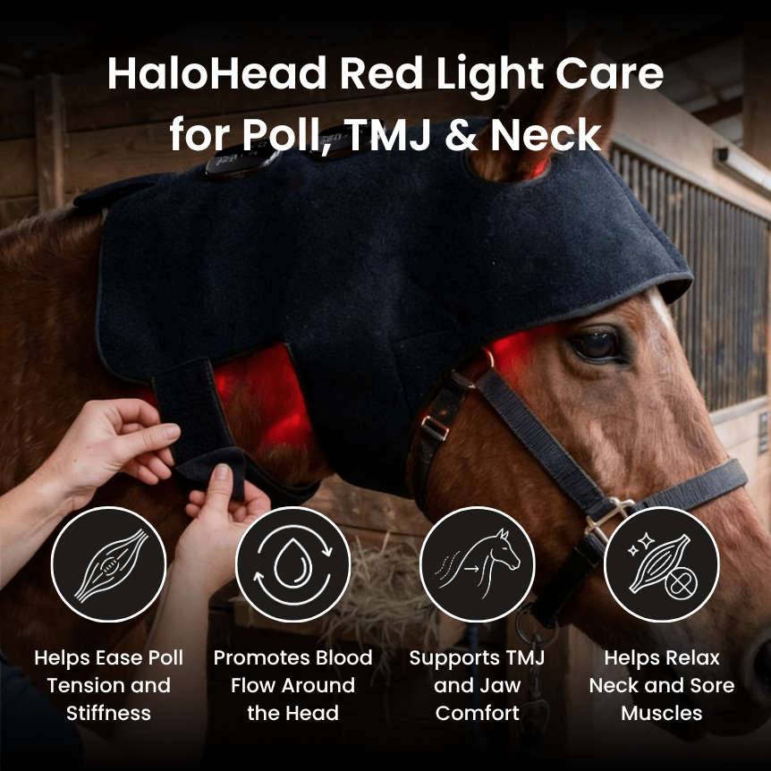 HorseHalo™ HaloHead