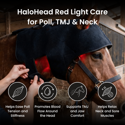 HorseHalo™ HaloHead