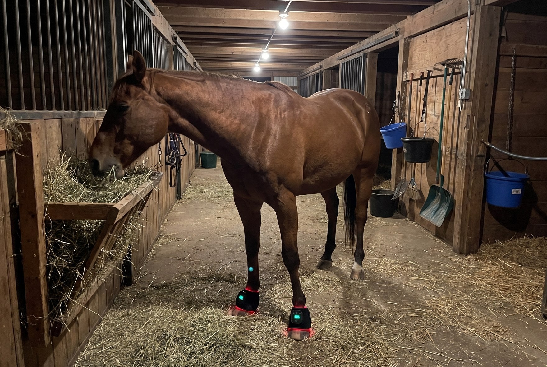 HaloLegs Mini boots running on a horse's front legs while he eats hay in the stall, red light glowing