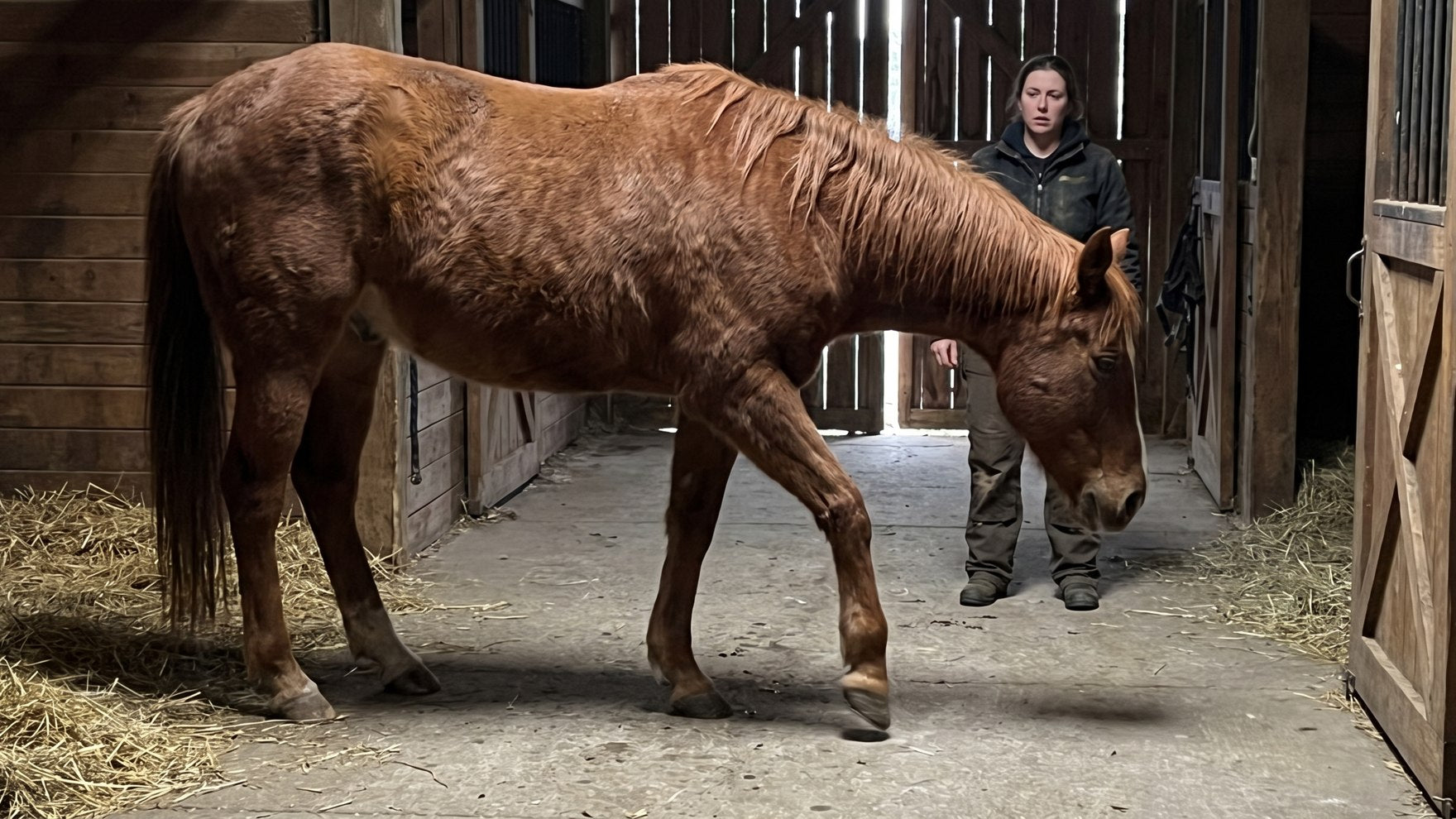 An older chestnut horse standing stiffly and rocking his weight back off his sore front feet in a barn aisle