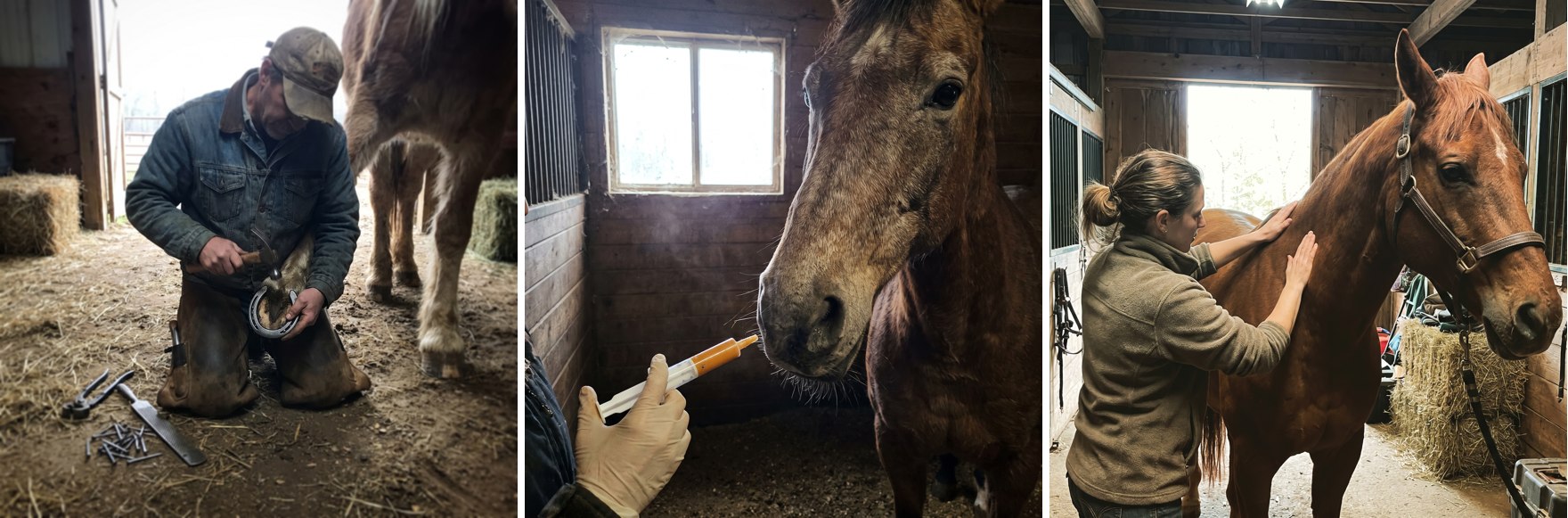 Three things we tried: corrective shoeing by the farrier, oral anti-inflammatory paste, and monthly bodywork